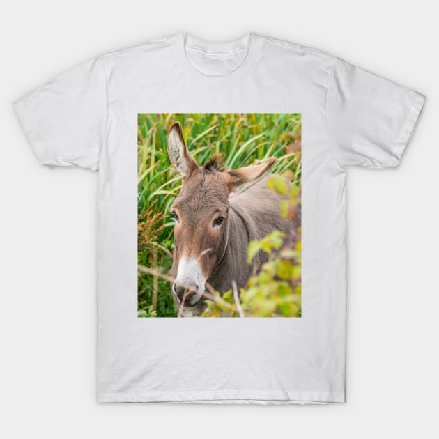 Donkey T-Shirt by mbangert